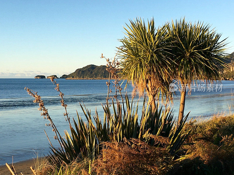 New Zealand / Aotearoa by Sunset;Harakeke (Phormium)和Ti Kouka (Cordyline Australis)的黄昏